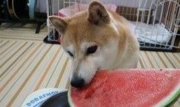 萌萌的吃瓜,揭秘娱乐圈那些不为人知的幕后故事