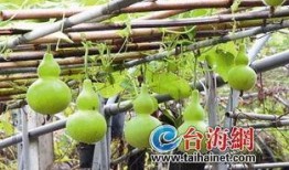 学校可以吃葫芦瓜