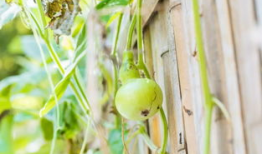 云浮可以吃葫芦瓜吗,云浮地区葫芦瓜的食用指南