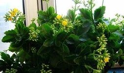 迎春为什么吃瓜,迎春吃瓜背后的故事与寓意