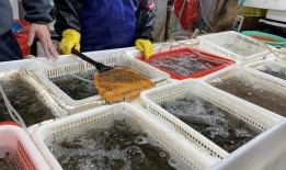 吃瓜老板卖鱼老板,吃瓜老板与卖鱼老板的市井奇遇记