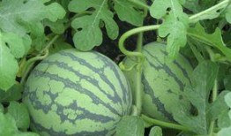 孕妇可以吃翠玉瓜,翠玉瓜助力母婴健康