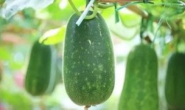 甲辰年4月吃瓜,瓜香四溢，笑谈人生