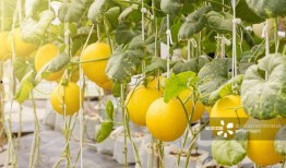 朝朝吃瓜,揭秘娱乐圈的幕后故事