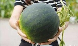 海伦斯吃瓜群,揭秘网络社交圈的趣味与争议