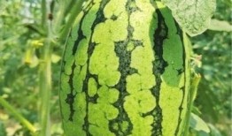 武汉菜根花吃瓜,探寻武汉街头独特的夏日美食风情