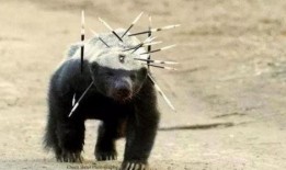 户外平头哥吃瓜,户外平头哥的夏日吃瓜盛宴