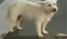 吃瓜吃兴奋了睡不着,吃瓜吃兴奋，夜不能寐的奇妙体验