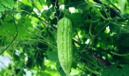 51cg吃瓜每日吃瓜必吃大瓜,每日必吃大瓜，带你领略娱乐圈风云变幻