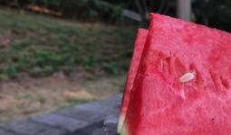 吃瓜种瓜辛苦吗