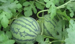 昭仪吃瓜,宫廷八卦背后的宫廷生活