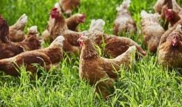 新蔡吃朋友的瓜,揭秘背后故事与人物关系