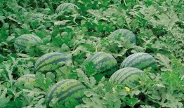 海伦斯吃瓜群,揭秘网络社交圈的趣味与争议