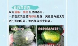 吃薄肉瓜的好处,薄肉瓜的神奇益处揭秘