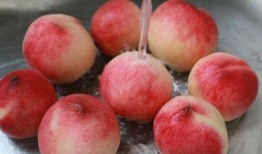 睡前吃哈密瓜荔枝,哈密瓜与荔枝的甜蜜邂逅