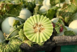 吃玉菇瓜声控,玉菇瓜声控美食之旅