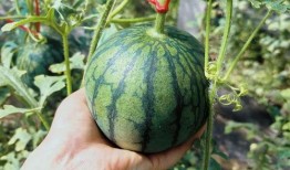 吃瓜和内卷,揭秘当代社会现象背后的真相