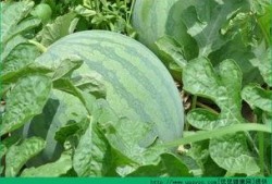 清晨吃新瓜,夏日清新滋味