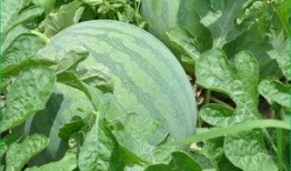 清晨吃新瓜,夏日清新滋味