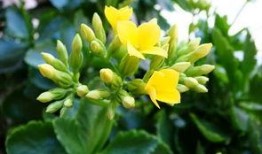 迎春为什么吃瓜,迎春吃瓜背后的故事与寓意