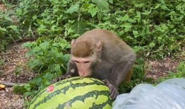 猴子吃瓜豌豆,猴子吃瓜豌豆的欢乐时光