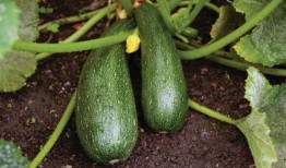 秋天吃三瓜,养生润燥好时节