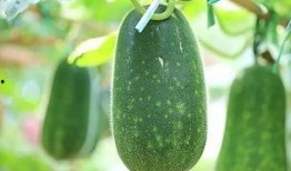 夏天必吃四瓜,清凉一夏，养生必备！