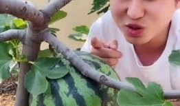 梦见吃瓜真甜,揭秘“梦见吃瓜真甜”的寓意