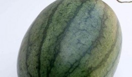 清晨吃新瓜,夏日清新滋味