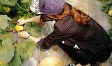 吃瓜岱岱图穷匕现,揭秘吃瓜岱岱背后的惊人真相