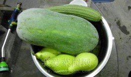 51朝阳吃瓜热门,揭秘热门事件背后的真相与笑料