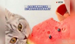 会吃瓜猫