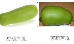 学校可以吃葫芦瓜