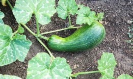 老瓠瓜如何吃,家常美味新体验