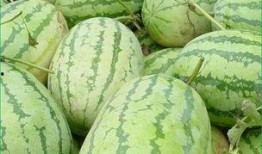 清晨吃新瓜,夏日清新滋味