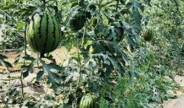 吃瓜种瓜辛苦吗